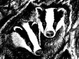 Illustration of Badgers (Meles meles) (#2856)
