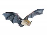 Illustration of Bat (Greater Horseshoe) Rhinolophus ferrumequinum (#3887)