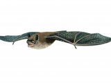 Illustration of Bat (Leisler's) Nyctalus leisleri (#0247)