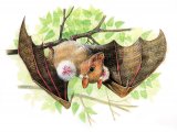 Illustration of Epauletted fruit bat (Epomophorus gambianus) (#0160)