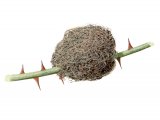 Illustration of Bedeguar Gall (Diplolepis rosae) (#2873)