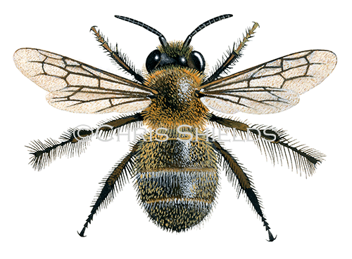 Illustration of Bee (Hairy-footed flower) (male Anthophora plumipes (#0407)