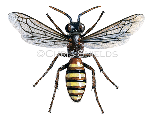 Illustration of Bee (Panzer's nomad) Nomada panzeri (#0411)