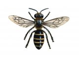 Illustration of Bee (Slender mining) Lasioglossum calceatum (#0414)