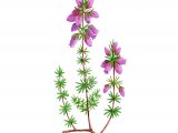 Illustration of Bell Heather (Etica cinerea) (#2162)