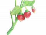 Illustration of Bilberry flower (Vaccinium myrtillus L.) (#2642)