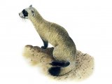 Illustration of Ferret (Black-footed) Mustela nigripes (#0556)