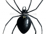 Illustration of Black widow spider (Latrodectus hesperus) (#1486)