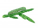 Illustration of Blairs Shoulder Knot Caterpillar (Lithophane leautieri) (#2210)