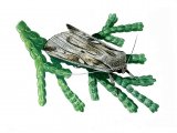 Illustration of Blairs Shoulder Knot Moth (Lithophane leautieri) (#0339)