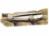 Illustration of Blenny (Red-speckled) Parablennius sanguinolentus (#1015)