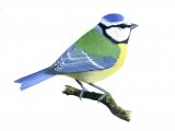 Illustration of Blue Tit (Cyanistes caeruleus) (#1075)
