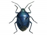 Illustration of Blue shieldbug (Zicrona caerulea) (#2516)