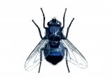 Illustration of Bluebottle (Calliphora vomitoria) (#1118)