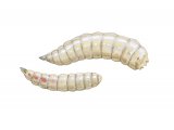Illustration of Bluebottle maggot (Calliphora vomitoria).jpg (#2870)