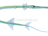 Illustration of Bluespotted Cornetfish (Fistularia-commersonii).png (#4664)