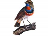 Illustration of Bluethroat (Luscinia svecica) (#1310)