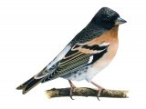 Illustration of Brambling (Fringilla montifringilla) (#1189)