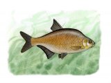 Illustration of Bream (Bronze) Abramis brama  (#0129)