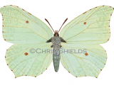 Illustration of Brimstone Butterfly female (Gonepteryx rhamni) (#0300)