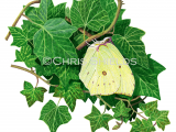 Illustration of Brimstone Butterfly (Gonepteryx rhamni) (#2167)