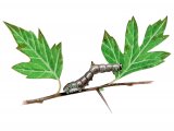 Illustration of Brimstone Moth Caterpillar (Opisthograptis luteolata) (#2519)