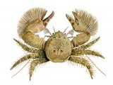 Illustration of Broad-Clawed Porcelain Crab (Porcellana platycheles) (#4289)