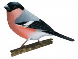 Illustration of Bullfinch male (Pyrrhula pyrrhula) (#4337)