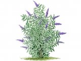 Illustration of Butterfly Bush (Buddleia davidii) (#3253)