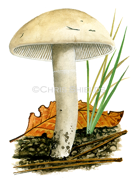 Illustration of Calocybe constricta (#4225)