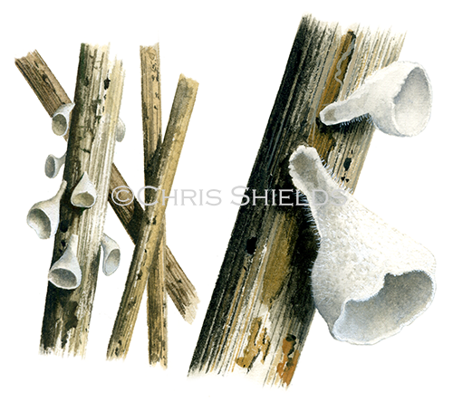 Illustration of Calyptella capula (#4127)