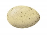 Illustration of Capercaillie egg (Tetrao urogallus) (#2443)