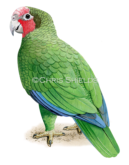 Illustration of Cayman Parrot (Amazona leucocephala caymnensisis) (#4522)