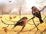 Illustration of Chaffinch (Fringilla coelebs) (#1816)
