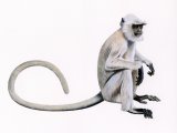 Illustration of Chamba sacred langur (Semnopithecus ajax) (#3736)