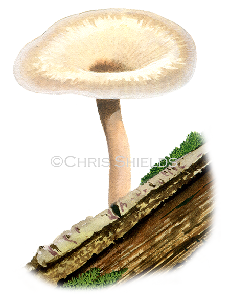 Illustration of Clitocybe americane (#4019)