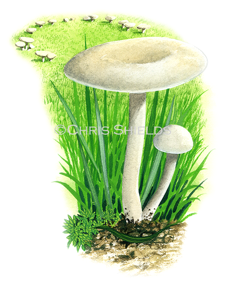 Illustration of Clitocybe rivulosa (Fools Funnel) (#3479)