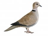 Illustration of Collared dove (Streptopelia decaocto). (#1195)