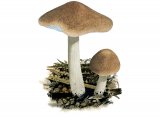 Illustration of Collybia prolixa (Toothed Toughshank) (#4048)