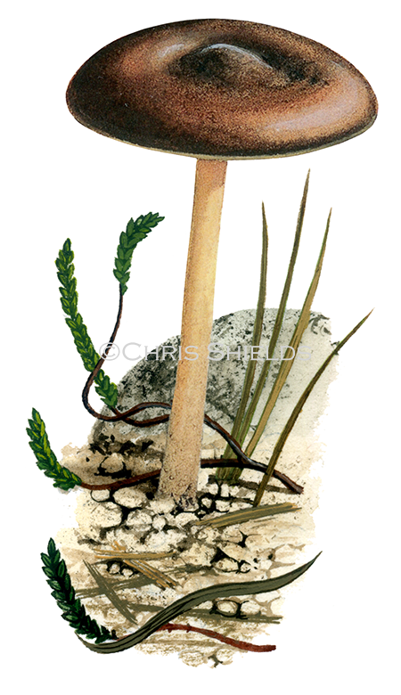 Illustration of Collybia alpina (#4049)