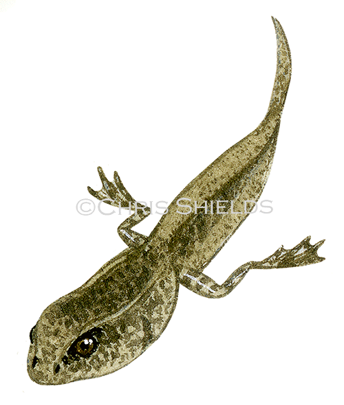 Illustration of Common Frog tadpole (Rana temporaria) (#3343)