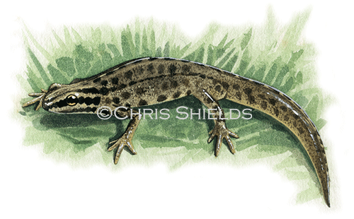 Illustration of Common Newt (Lissotriton vulgaris) (#0697)