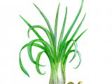 Illustration of Common Quillwort (Isoetes lacustris) (#0545)