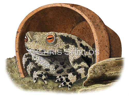 Illustration of Common Toad (Bufo bufo) (#2848)