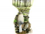 Illustration of Coprinopsis acuminata (Humpback Ink Cap) (#3356)
