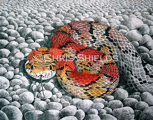 Illustration of Corn Snake (Elaphe guttata) (#1009)
