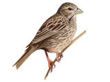 Illustration of Cornbunting (Emberiza calandra) (#3712)