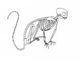 Illustration of Cottontop Tamarin Skeleton (Saguinus oedipus) (#1097)
