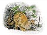Illustration of Cougar (Puma concolor) (#3910)
