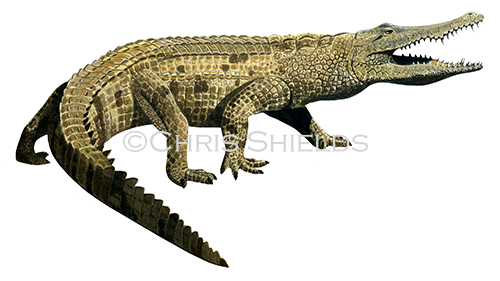 Illustration of Crocodile (Crocodylus niloticus) (#1590)